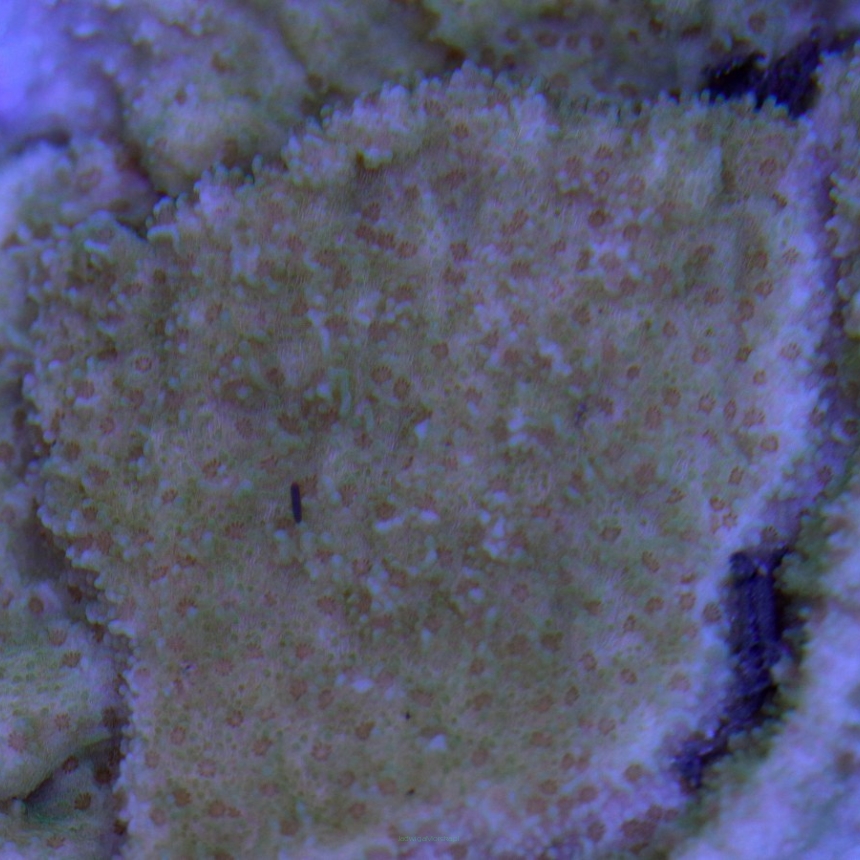 Montipora delicatula (z fioletową obwódką) foto 17.10.2020 L2-I rozmiar 5 cm