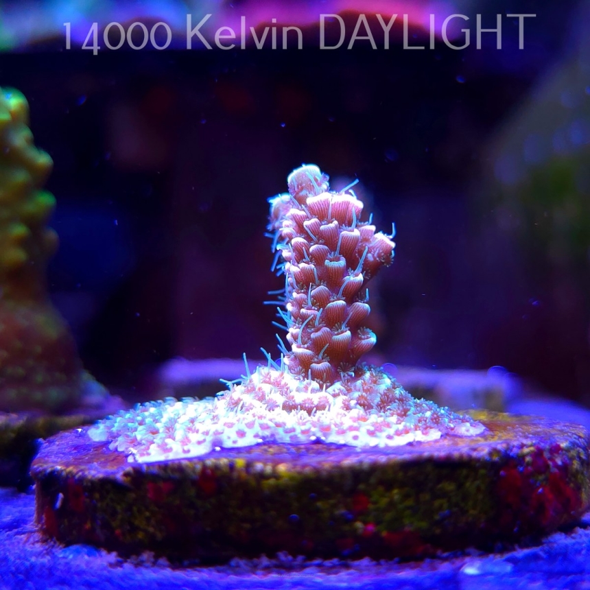 Acropora MILLEPORA PINK (21.06.2025) L4-I-40  3cm