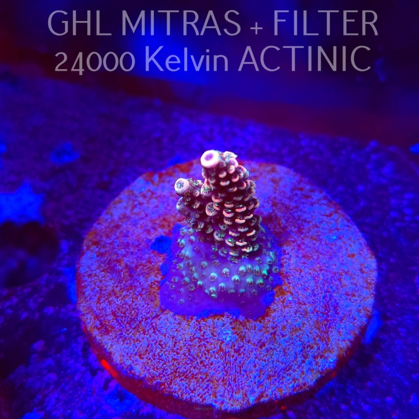 Acropora sp. AUSTRALIA (20.02.2025) L4-I-40  3cm