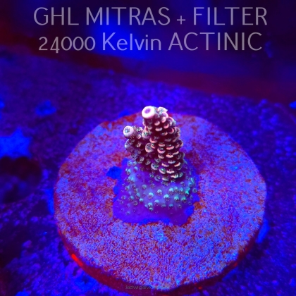 Acropora sp. AUSTRALIA (20.02.2025) L4-I-40  3cm