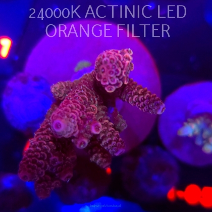 Acropora MILLEPORA PINK FUSION (04.02.2026) H1-095  7cm