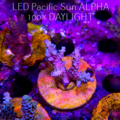 Acropora tenuis ICE FIRE (02.02.2025) L3-III-18  5cm