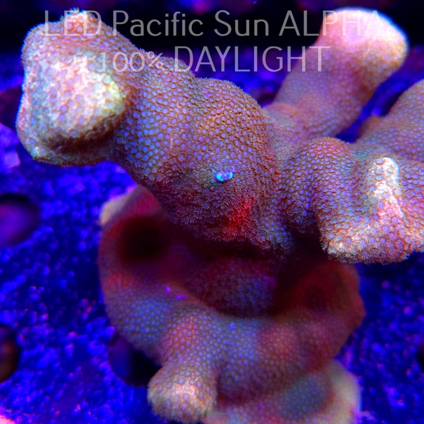 Porites cylindrica YELLOW (23.01.2025)  10cm