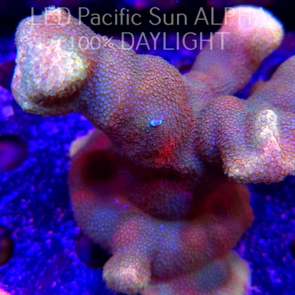 Porites cylindrica YELLOW (23.01.2025)  10cm