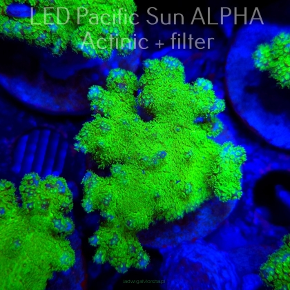 Pocillopora verrucosa YELLOW FLUO (22.01.2025)  6cm