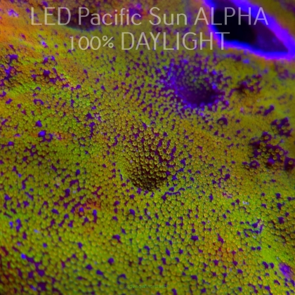 K.O. MONTIPORA DANAE RAINBOW  3-4cm