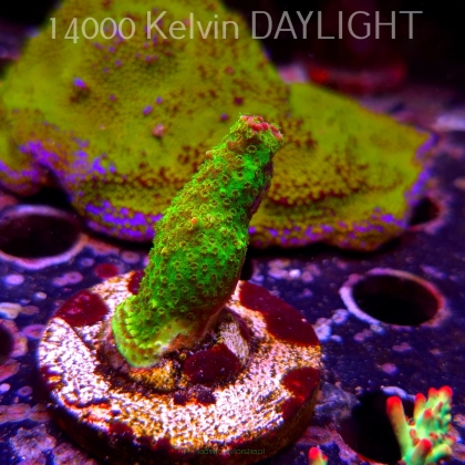 Acropora JMC SIGNATURE ABRO PRIV ACRO (07.04.2025) MM6-II-31  5cm