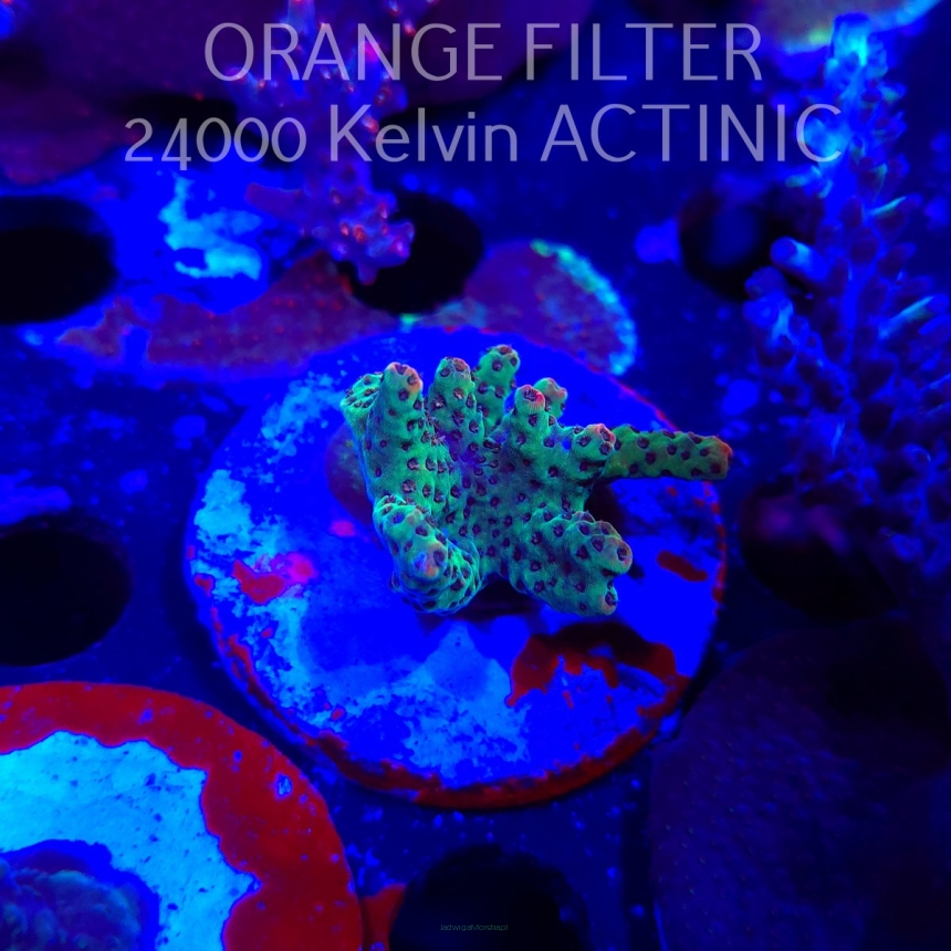 Acropora FOREST FIRE (19.06.2025) L3-III-2  4cm