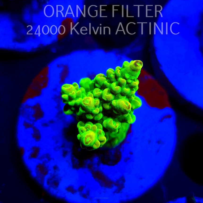 Acropora humilis URANIUM (20.03.2025) L1-I-11  4cm