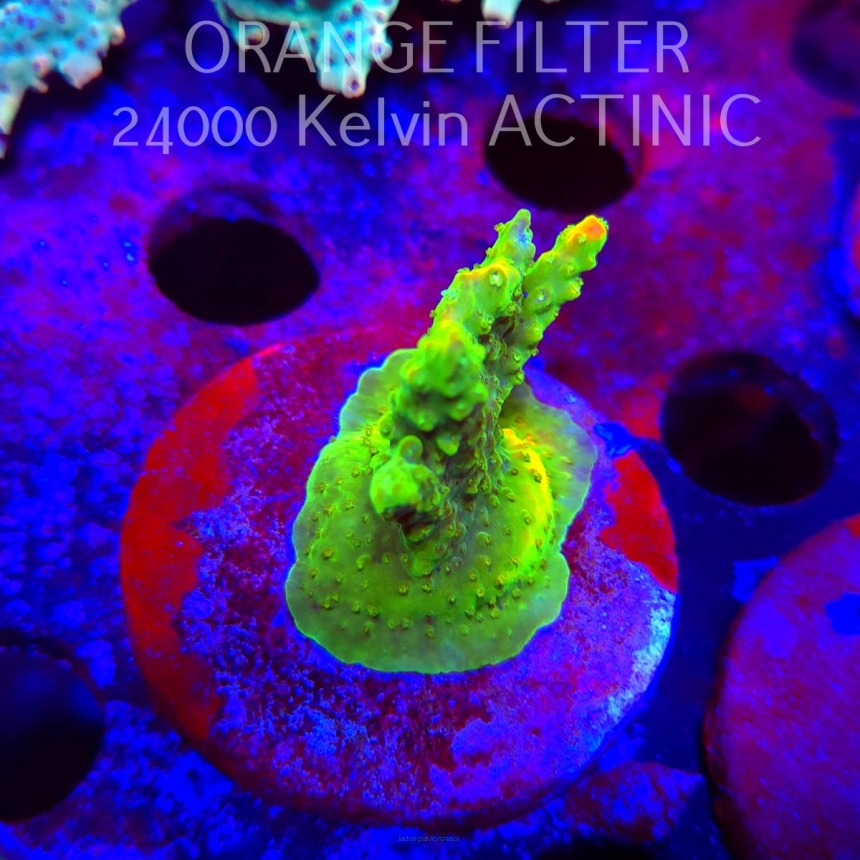 Acropora RR RAINBOW LOOM (21.06.2025) L4-III-29  5cm