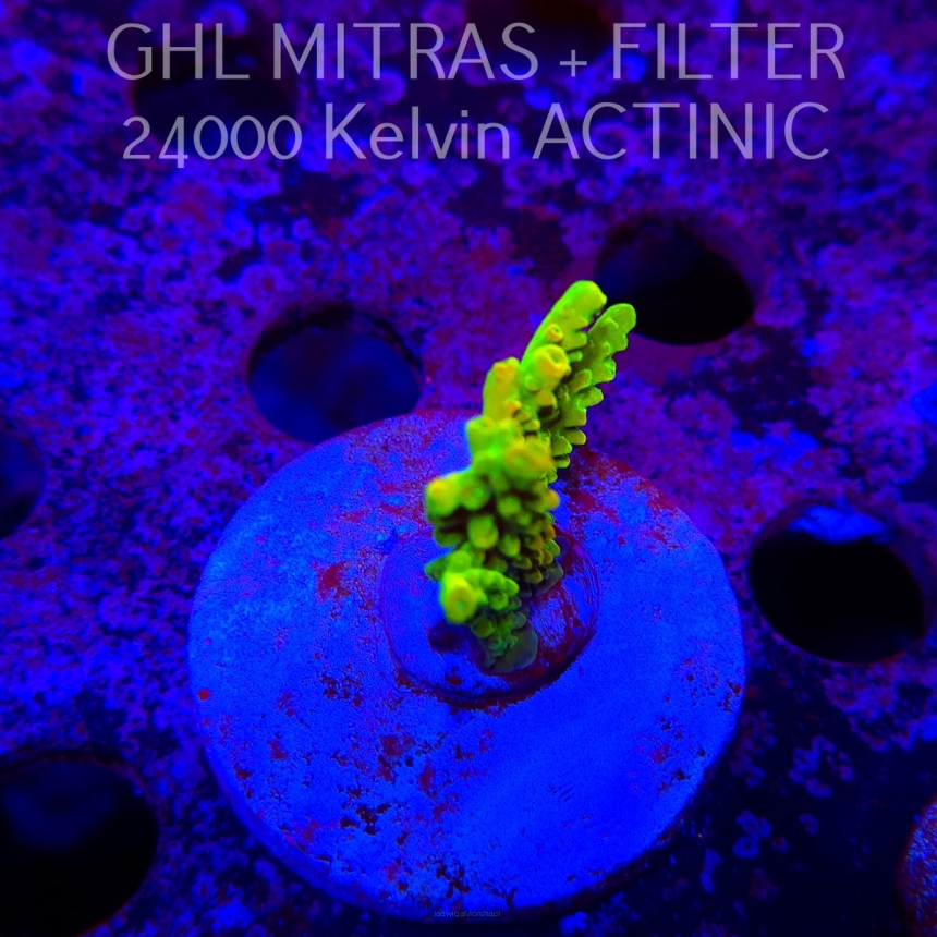 Acropora JMC YELLOW SPECIAL (20.02.2025) L4-III-29  4cm