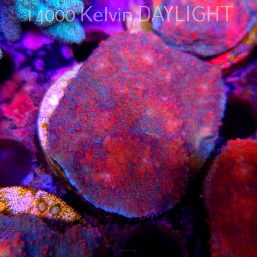 Echinophyllia Lava Rush Chalice (18.05.2025)  6cm