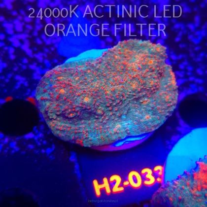 Echinophyllia Lava Rush Chalice (02.12.2025) H2-033  6cm