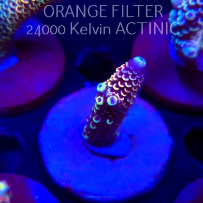 Acropora spathulata JMC DRAGON SCALES (04.10.2025)  5cm