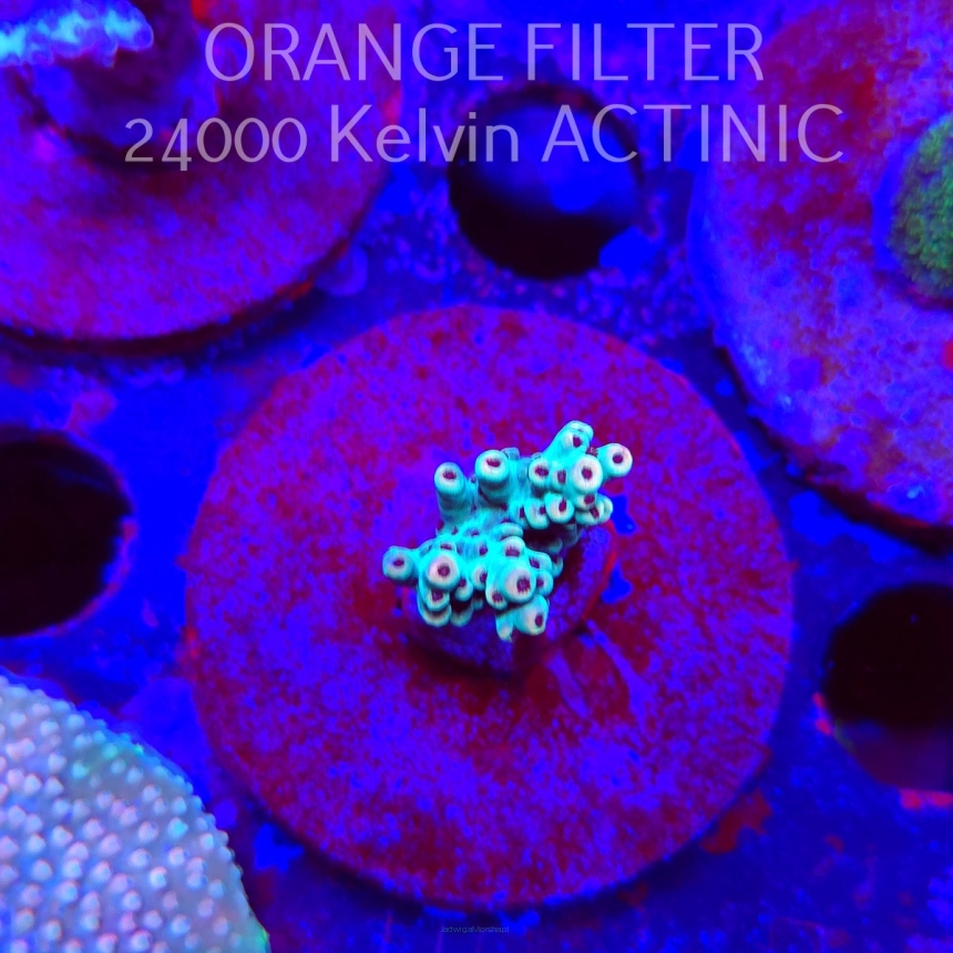 Acropora Jason Fox's Fox Flame Acro (21.06.2025) L4-I-15  2cm