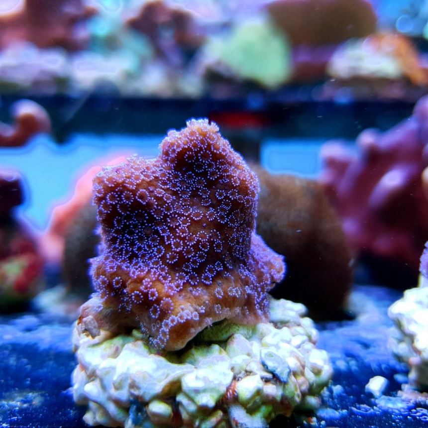 Montipora YELLOW w/ blue polyps