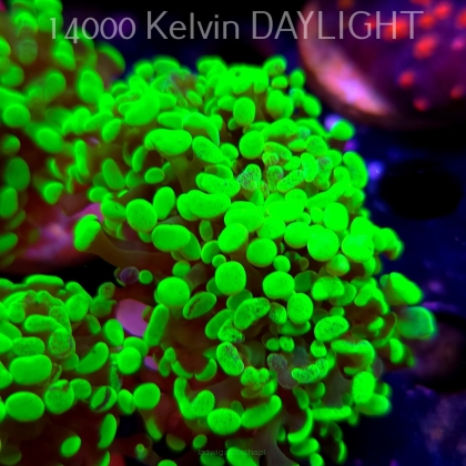 Euphyllia paraancora GREEN HOLOGRAM HAMMER (01.04.2025)