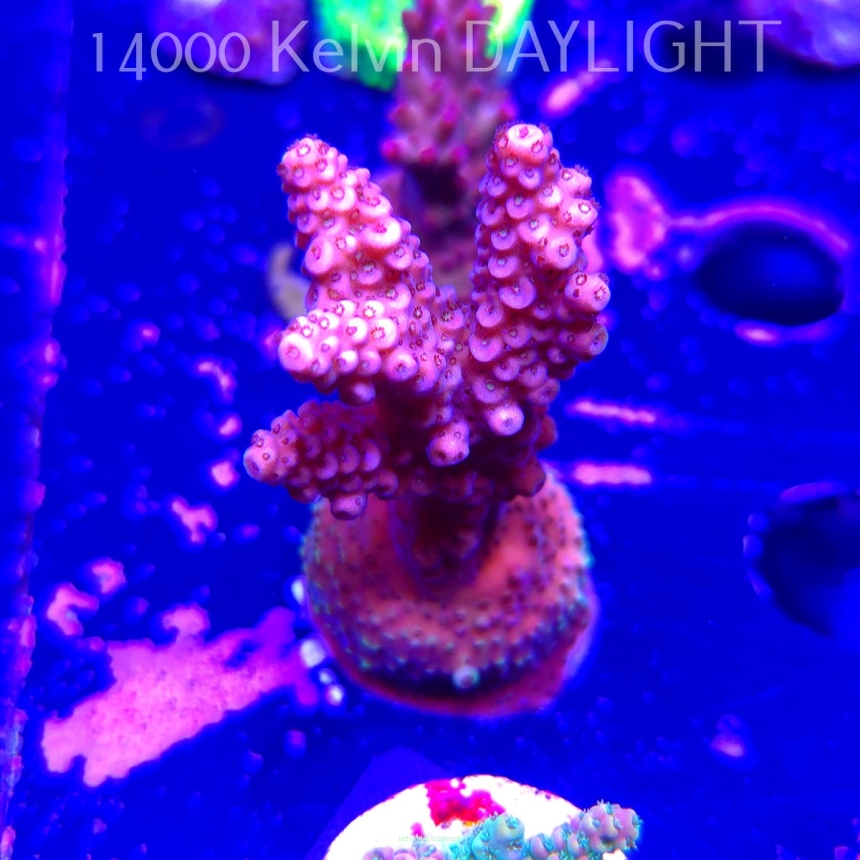Acropora VERWEYI PC RAINBOW (02.02.2026) H1-070  6cm