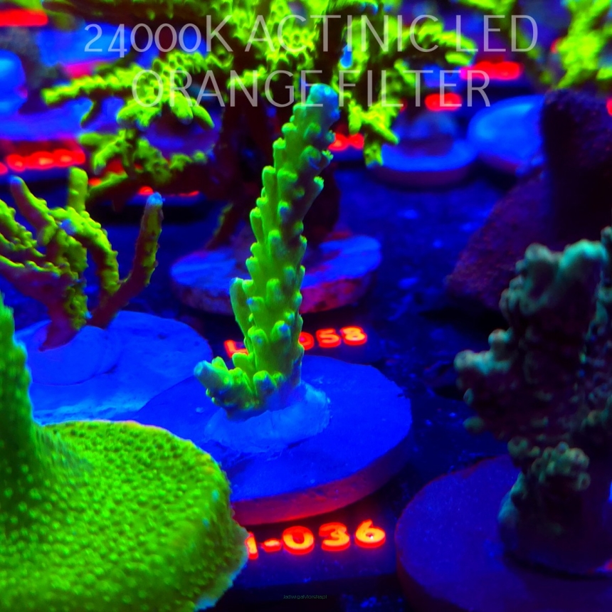 Acropora sp. AUSTRALIA  (09.10.2025) L1-036  7cm