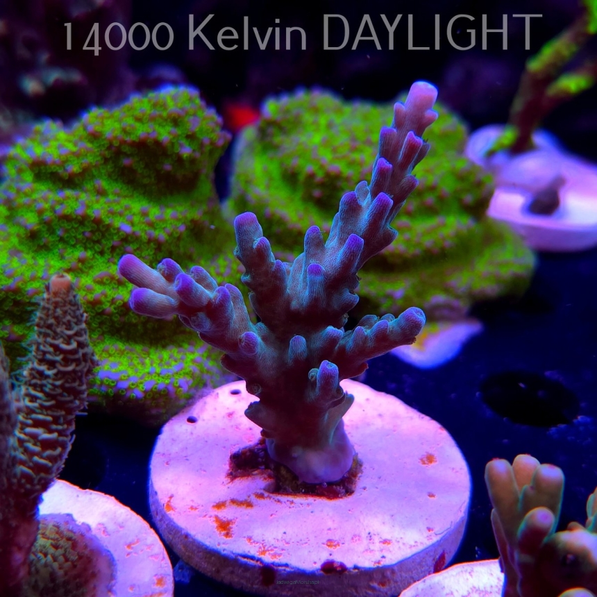 Acropora sp. AUSTRALIA (20.03.2025) L1-II-18  7cm