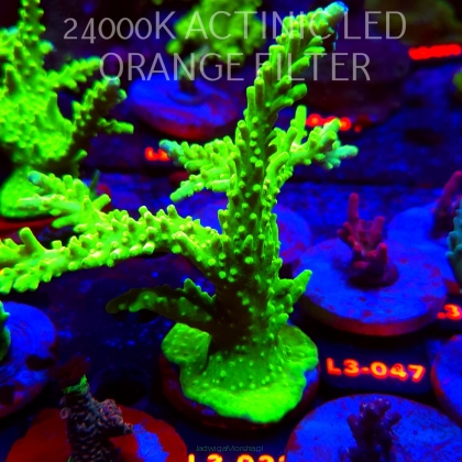 Acropora AUSTERA BANANA (04.01.2026) L3-032  15cm