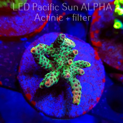Acropora FOREST FIRE (02.02.2025) L3-I-6  4cm