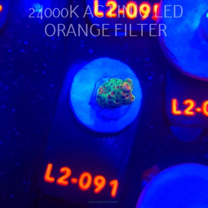 Acropora sp. AUSTRALIA (12.11.2025) L2-091  2cm