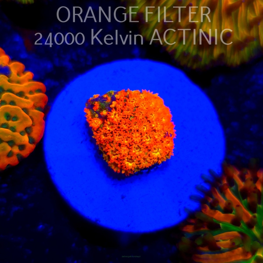   BERNARDPORA STUTCHBURYI YELLOW-ORANGE (20.06.2025)  2cm