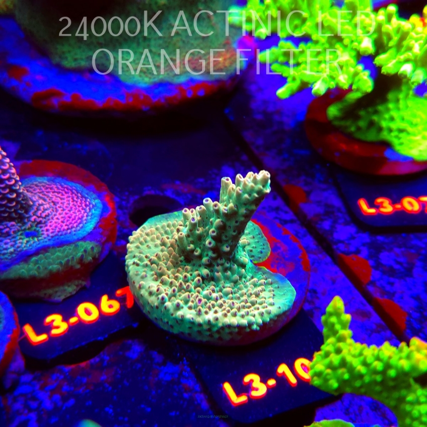 Acropora Jason Fox's Fox Flame Acro (05.01.2026) L3-109  5cm