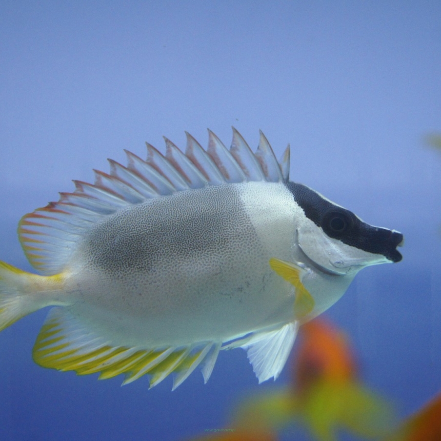Siganus Lo magnificus rozmiar 14 cm
