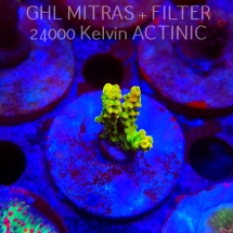 Acropora JMC YELLOW SPECIAL (20.02.2025) L4-II-22  4cm
