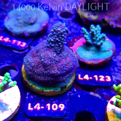 Acropora sp. AUSTRALIA  (07.01.2026) L4-109  5cm