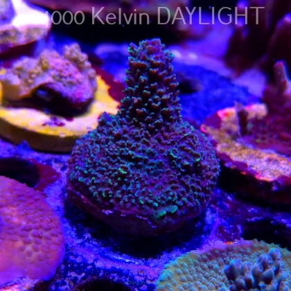 Acropora sp. AUSTRALIA  (21.06.2025) L4-II-22  6cm