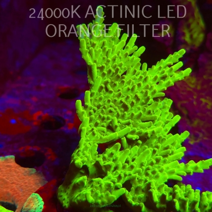 Acropora WWC Castells Banana (06.11.2025) MM1-III-2  12cm