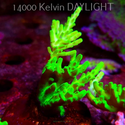 Acropora WWC Castells Banana (09.05.2025) MM1-III-2  6cm