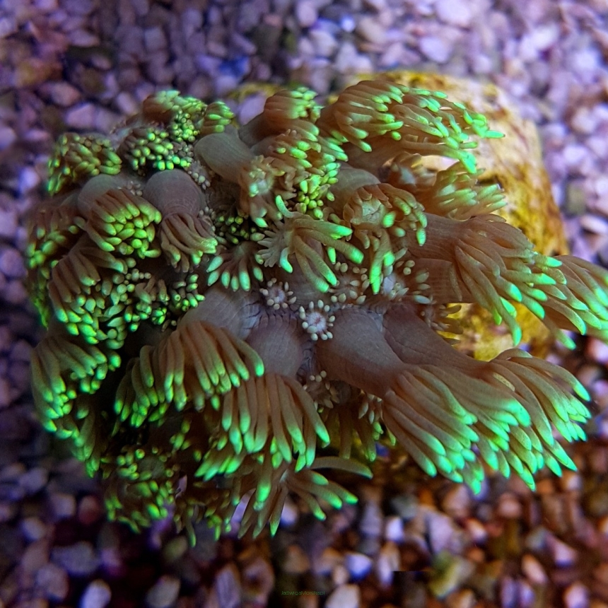 Goniopora spp