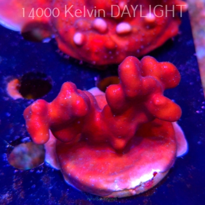 Blue Ridge Coral - Heliopora coerulea - Blue Fire Coral (06.05.2025)  6cm