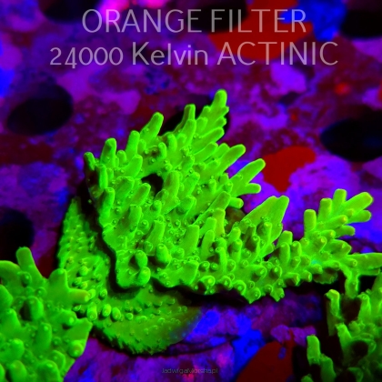 Acropora WWC Castells Banana (11.08.2025) MM6-III-2  6cm