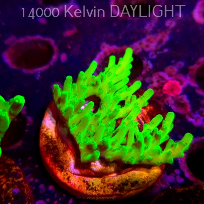 Acropora WWC Castells Banana (06.04.2025) MM6-III-2  6cm