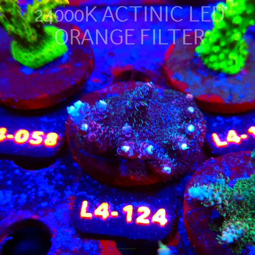 Acropora sp. PREMIUM AUSTRALIA  (07.01.2026) L4-124  5cm