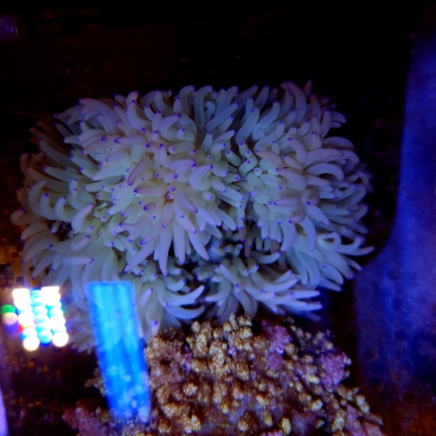 Heteractis crispa YELLOW