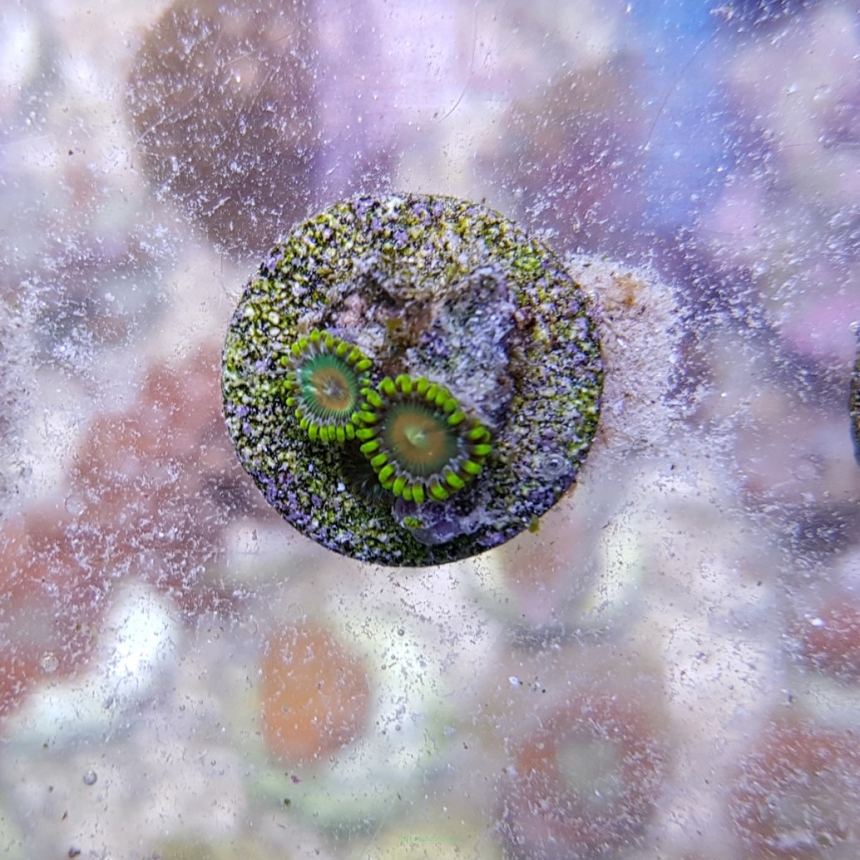Zoanthus spp. HALLUCINATION (2 polipy)