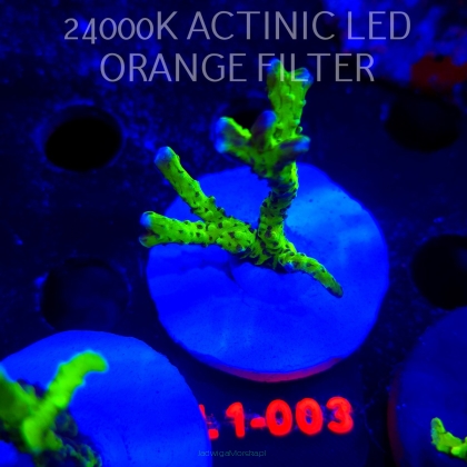 Anacropora WWC SLIMEBALL (11.10.2025) L1-003  5cm