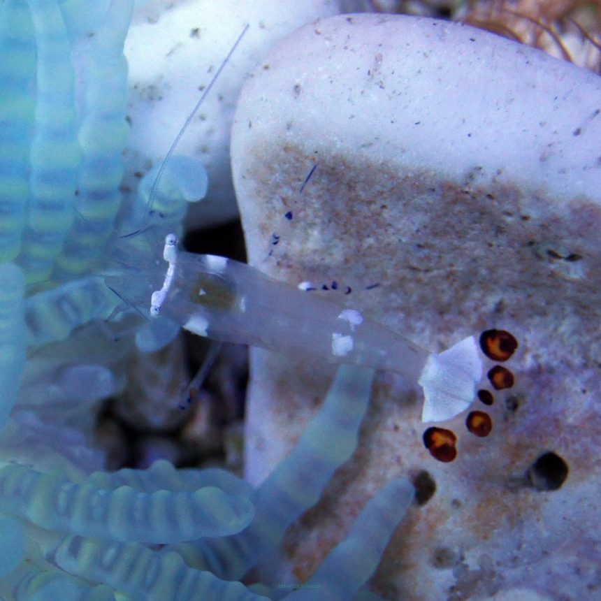 Periclimenes Brevicarpalis SAMICA (Krewetka ukwiałowa)