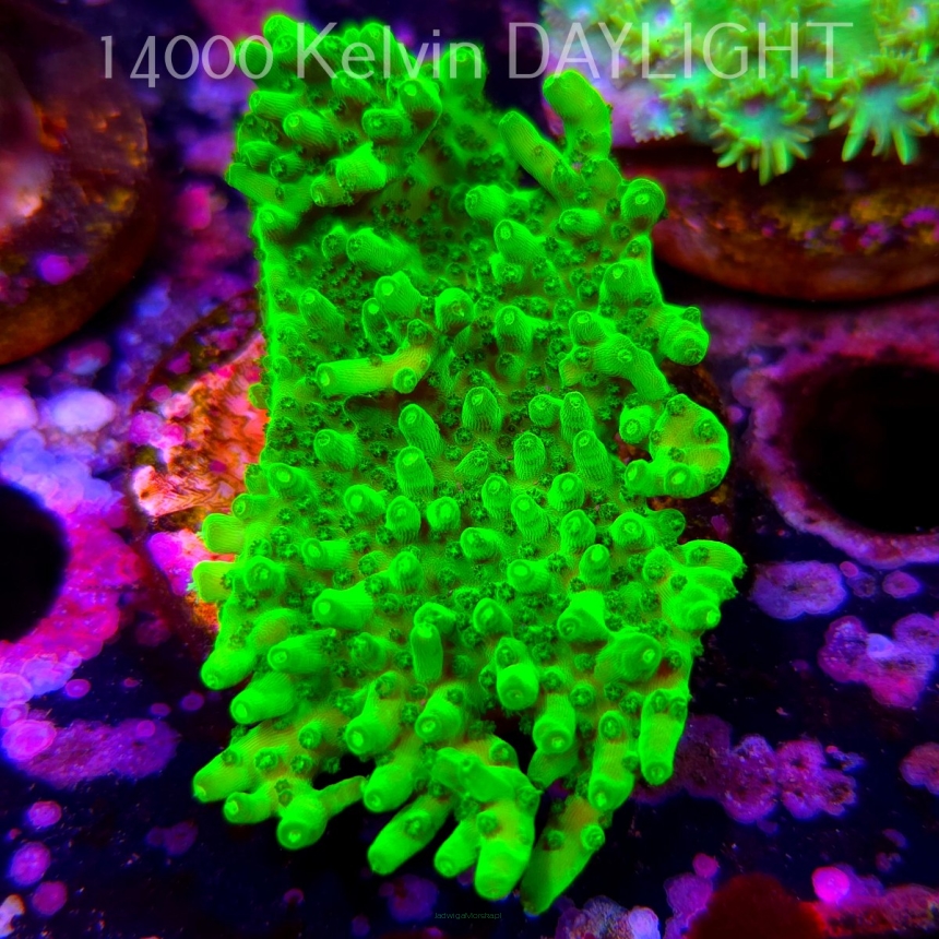 Acropora WWC Castells Banana (06.04.2025) MM6-III-19  8cm