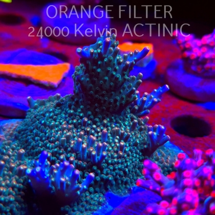 Acropora valida RAINBOW (08.05.2025) MM1-II-21  6cm