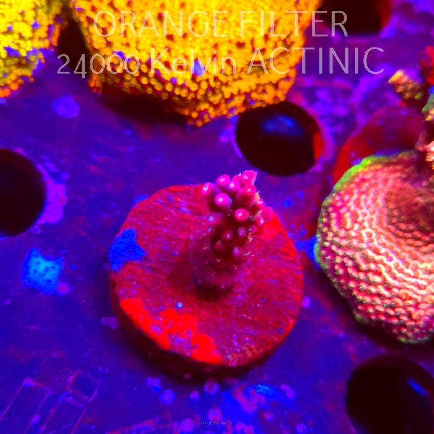 Acropora sp. AUSTRALIA (08.04.2025) MM6-I-24  3cm