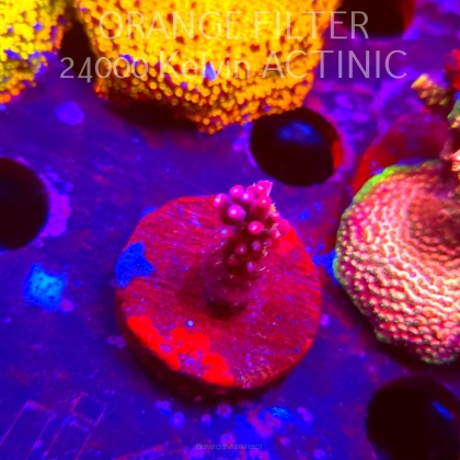 Acropora sp. AUSTRALIA (08.04.2025) MM6-I-24  3cm