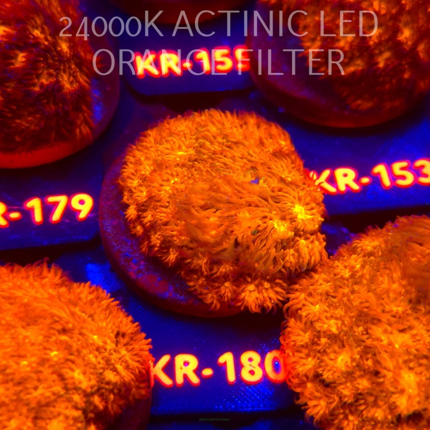 Leptastrea pruinosa JOHN DEERE (14.01.2026) KR-180  5cm