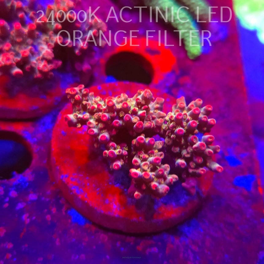 Acropora microclados CHEMICAL ROMANCE (06.11.2025) MM1-II-32  5cm